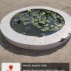 6 Lotus Flowers